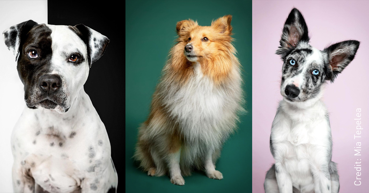 broncolor's tweet photo. Mia Tepelea, founder of ZimtStudio, is specialized in capturing the essence of dogs, resulting in candid and heart-warming moments that celebrate their wonderful world.

All images taken with a #siros and a softbox 100x100 cm.

#broncolor #dogphotography #mansbestfriend🐕 https://t.co/iPH3uKLHa9