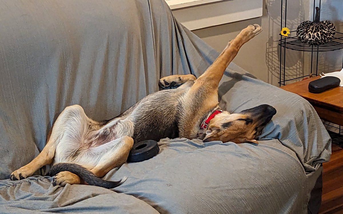 Adoptable Dog Star Rambo says "Pick me, pick me!" 2 more sleeps till our next adoption event at HQ 12 Tobey Road Bloomfield from 11-2!!