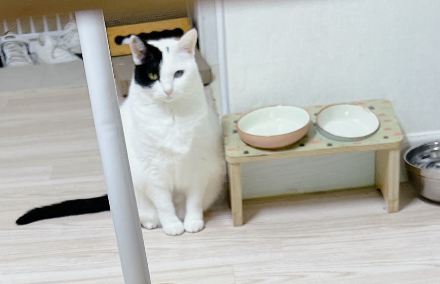 gingercat0801's tweet photo. 웬일로 애교를 부리나 싶더니 “밥 달라.” 시전. 
안굶겼습니다. 그냥 한시간마다 밥달라고 할 뿐… https://t.co/WTWYTYIWin
