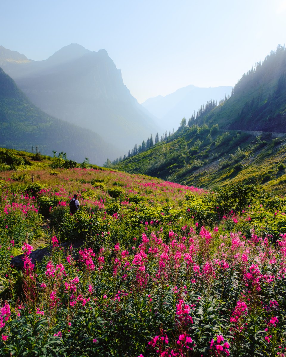📍 paradise meadow, glacier national park