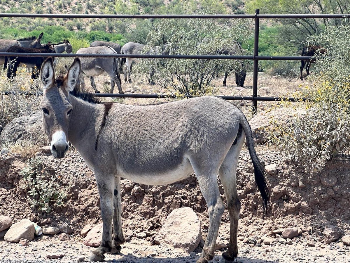 joeyhipp's tweet photo. What is one thing that makes you laugh 😂 hysterically? Donkeys are the one thing that will cause Penny to lose her ever loving mind, 🤣. Every time she sees a donkey she cannot stop laughing. So… what is that one thing, that really causes you to laugh hysterically? https://t.co/iGlveQta1c