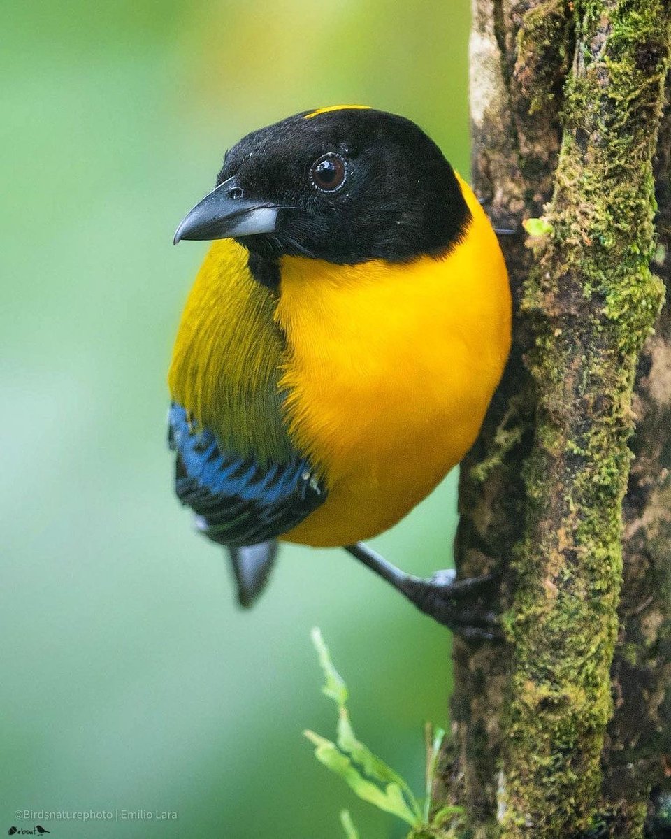 Black-chinned mountain tanager 💛🖤 By birdsnaturephoto
