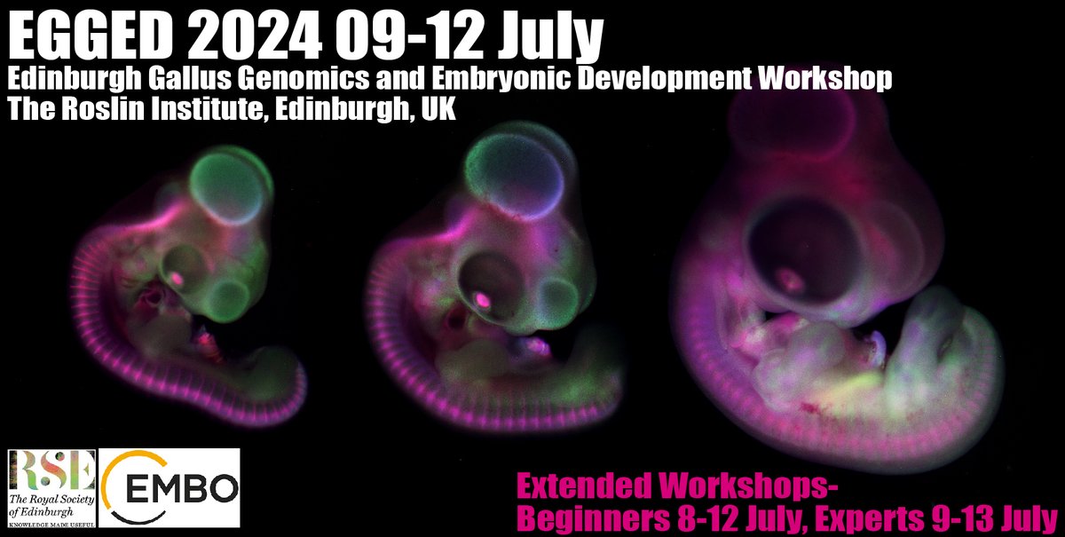 EGGED is on! Thanks to EMBO and RSE funding we will be running our practical chicken embryology workshop at The Roslin Institute, Edinburgh in July 2024. Register your interest here- coming-soon.embo.org/pc24-16