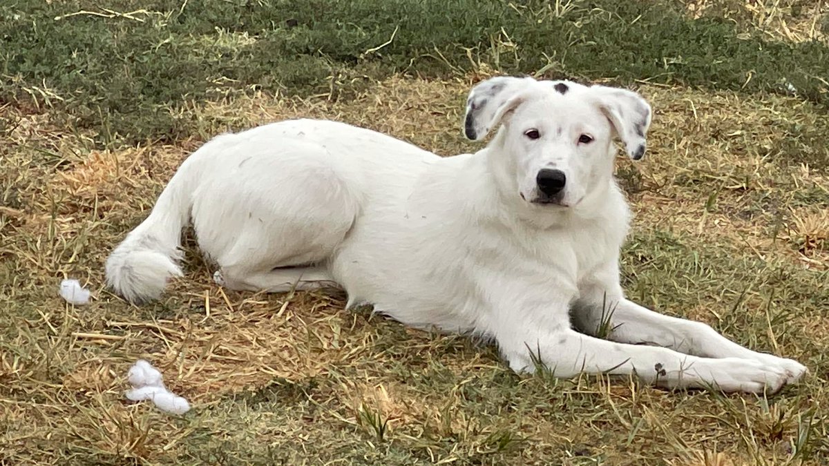 Spin Rescue tweet media