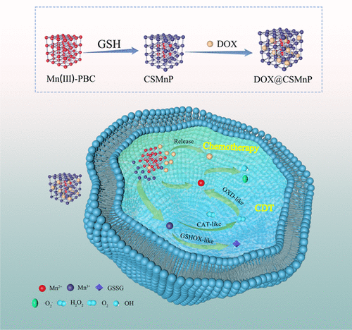 bhkenlo's tweet image. Construction of Core–Shell MOF CSMnP with Enzyme-Like Activity for Chemotherapy and Chemodynamic Therapy | Inorganic Chemistry pubs.acs.org/doi/10.1021/ac… Lin, Hu, and co-workers @InorgChem #CoreShell #MOF #CSMnP #CDT #TME #H2O2 #O2