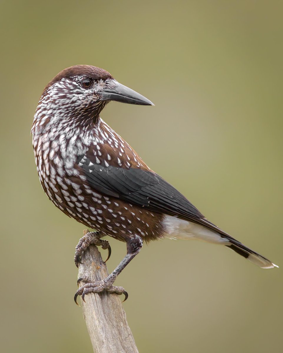 Spotted nutcracker 🤎🤎 By teemar72