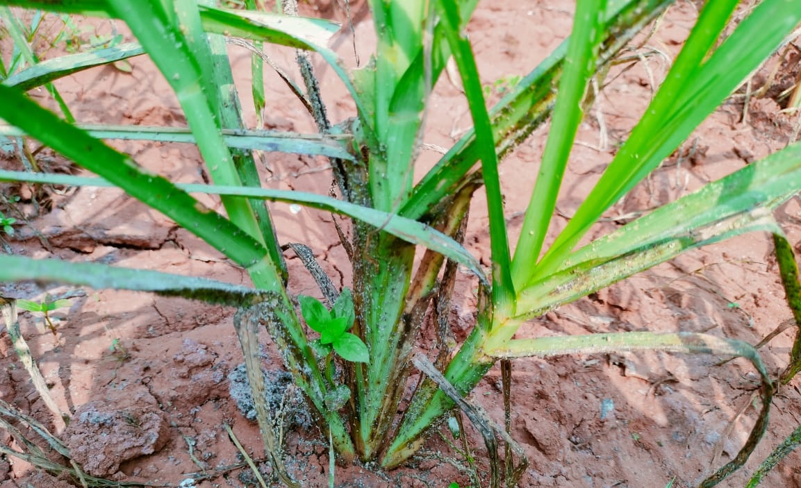 Sudhans10401496's tweet photo. Ragi root aphid Infested plants turn pale yellow and become stunted. Wilting and drying of plants in patches is the typical symptom. Black ants attend them for honeydew and their presence confirm the root aphid attack.
#ragi #millet
#insectpest @Jabajagdish @ICRISAT @IcarFor https://t.co/LD5rlUTk1l