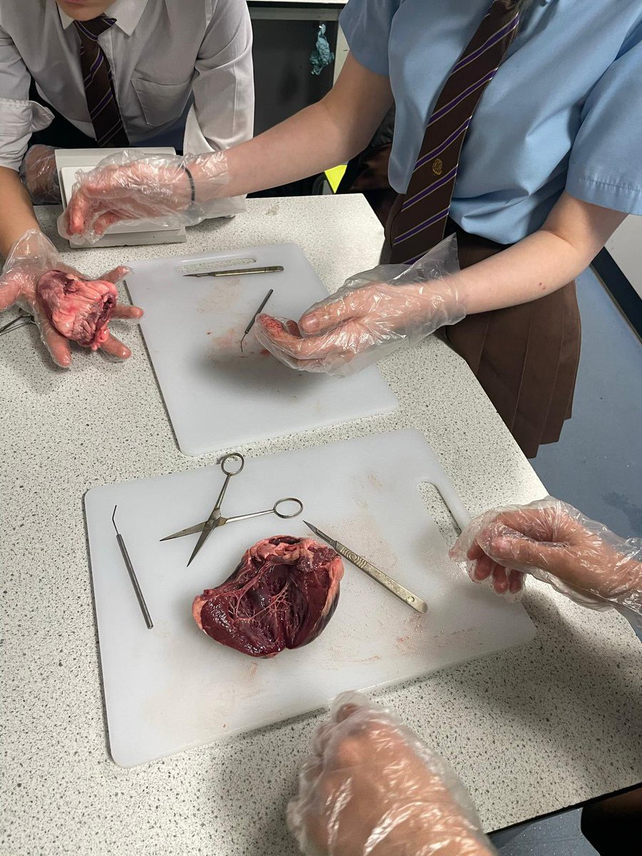 tsc_science's tweet image. It’s been a busy day in Science today…first up…10K4 with Miss Ward carrying out some heart dissections timed perfectly in prep for the festive season…❤️🎃❤️