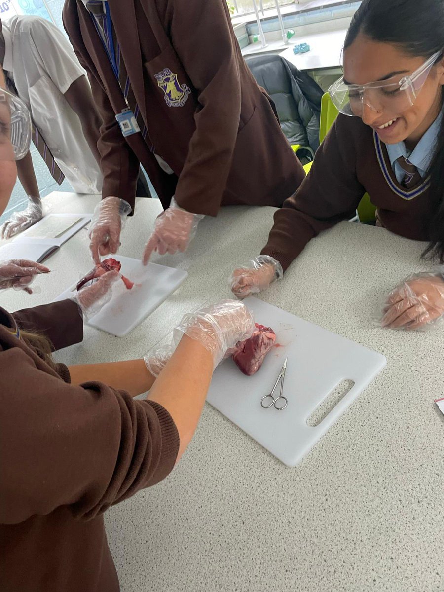tsc_science's tweet image. It’s been a busy day in Science today…first up…10K4 with Miss Ward carrying out some heart dissections timed perfectly in prep for the festive season…❤️🎃❤️