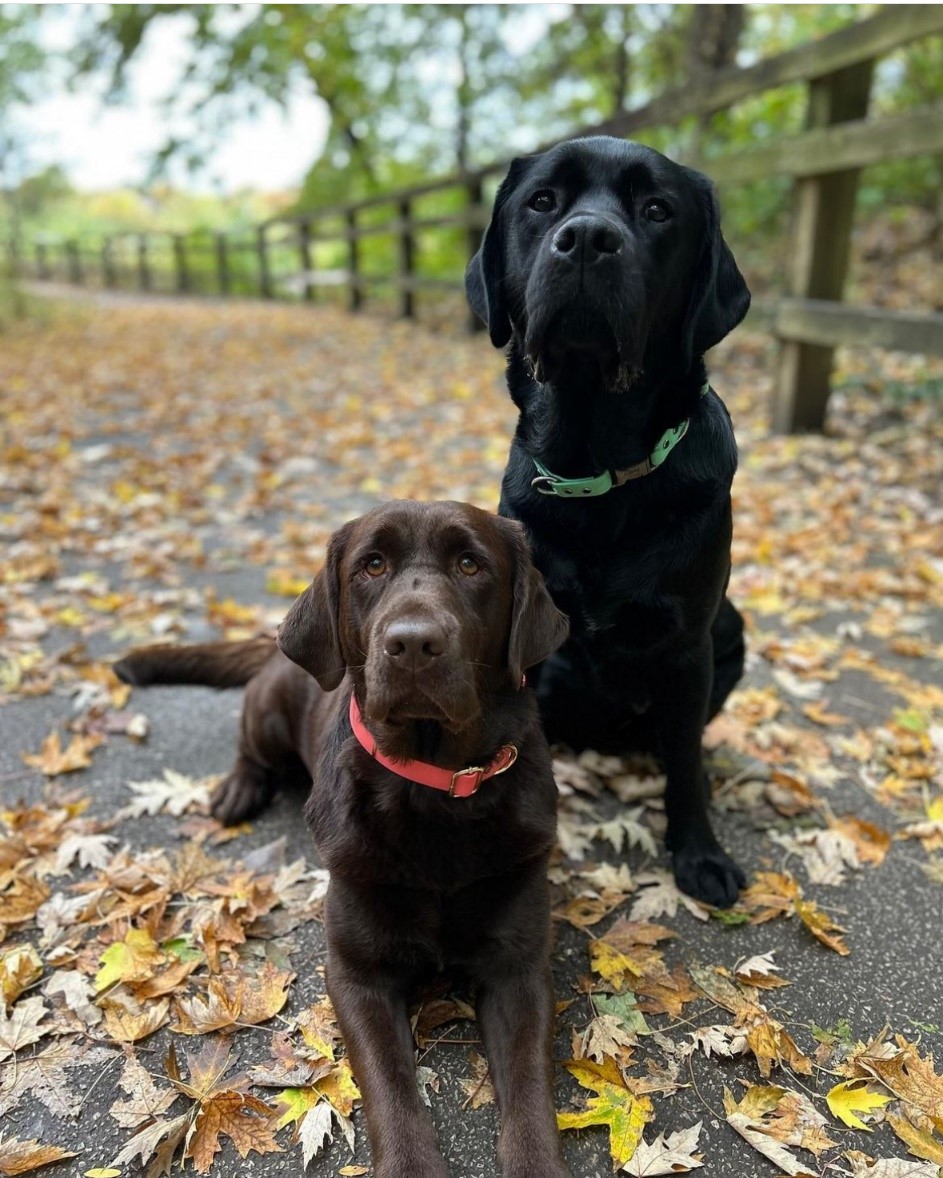 pucvm's tweet photo. Cool weather is ideal for hiking with your dog. Remember to check for ticks post-hike. If your pet isn't on a preventative, consult your vet about flea and tick solutions.
#PurdueUniversity #vetmed #PetsOfPurdue #Healthtips @avmavets @lifeatpurdue @vettechs https://t.co/U0zLTWsfxi