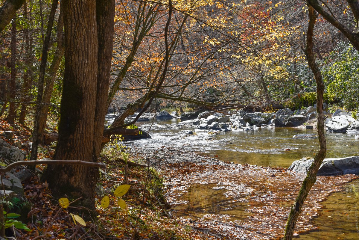 Laurel Creek in beautiful Hot Springs NC. #hotsprings #appalachiantrail #NorthCarolina #Autumn #autumnleaves #AutumnVibes #autumn2023 #NaturePhotography #naturelovers #nature #fall2023 #hotspringsnc #appalachia #peace