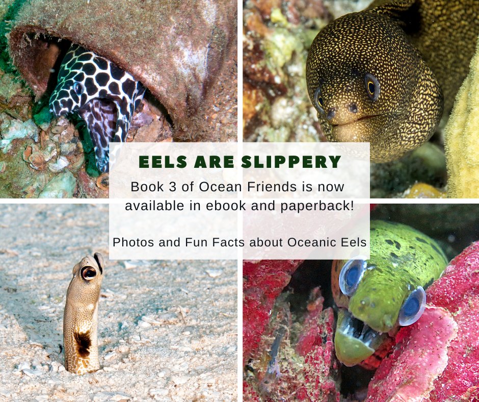 TamWMinton's tweet photo. New release! Book 3 of Ocean Friends is here! #EELSARESLIPPERY Buy it on #Amazon! #newrelease #newrelease #newbooks #NewKidsBooks #newnonfiction #bookbuzz #childrensnonfiction #kids #childrensbooks #readoutloud #bookworm #readtoyourkids #BookWorm
#GreatReads #IndieThursday https://t.co/CToIt3684c