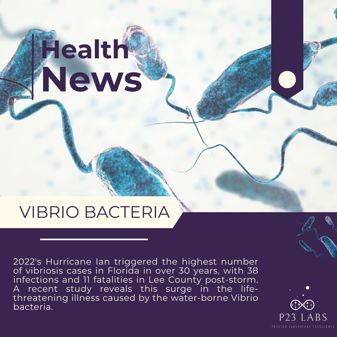 Hurricane Ian stirred deadly Vibrio bacteria in Florida. Rising ocean temperatures fuel this life-threatening illness surge. Urgent awareness is needed.  #HurricaneImpact #VibriosisAlert