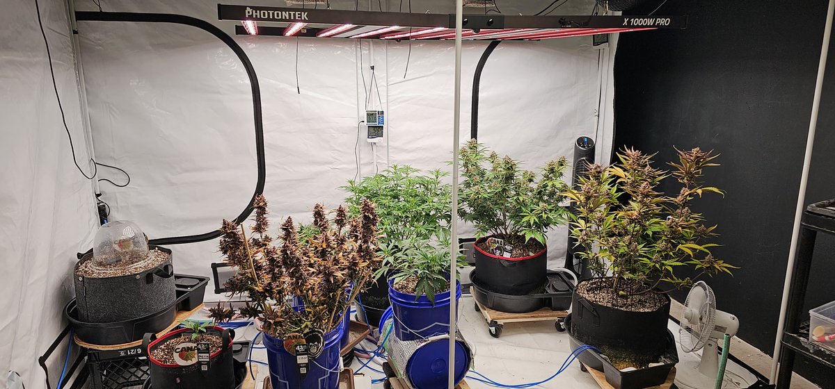 canamatoes's tweet photo. LSD25 @Fast_Buds chopped last night on day 80🤩 ✌️✌️My fingers smell of Wine, berries, cheese & gas ⛽️🥳
@photontek x1000pro is my ride💪
@AcInfinityInc @promix_cannabis
#CannabisCommunity
#growyourown #weedsmokers #homegrowers #peace #love #laugh #canastyle #canamatoes https://t.co/DdknipJ5GA