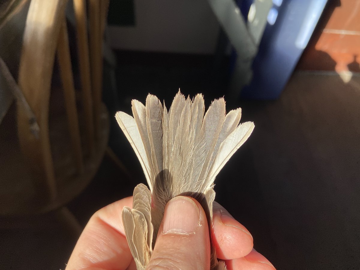 Good news today from @docmartin2mc who kindly DNA sequenced a few dropped feathers from this Lsr Whitethroat ssp. from Iof May (present from at least 11th October until at least 15th October). Sylvia curruca halimodendri (Central Asian Lesser Whitethroat). 1st island rec (1/2).