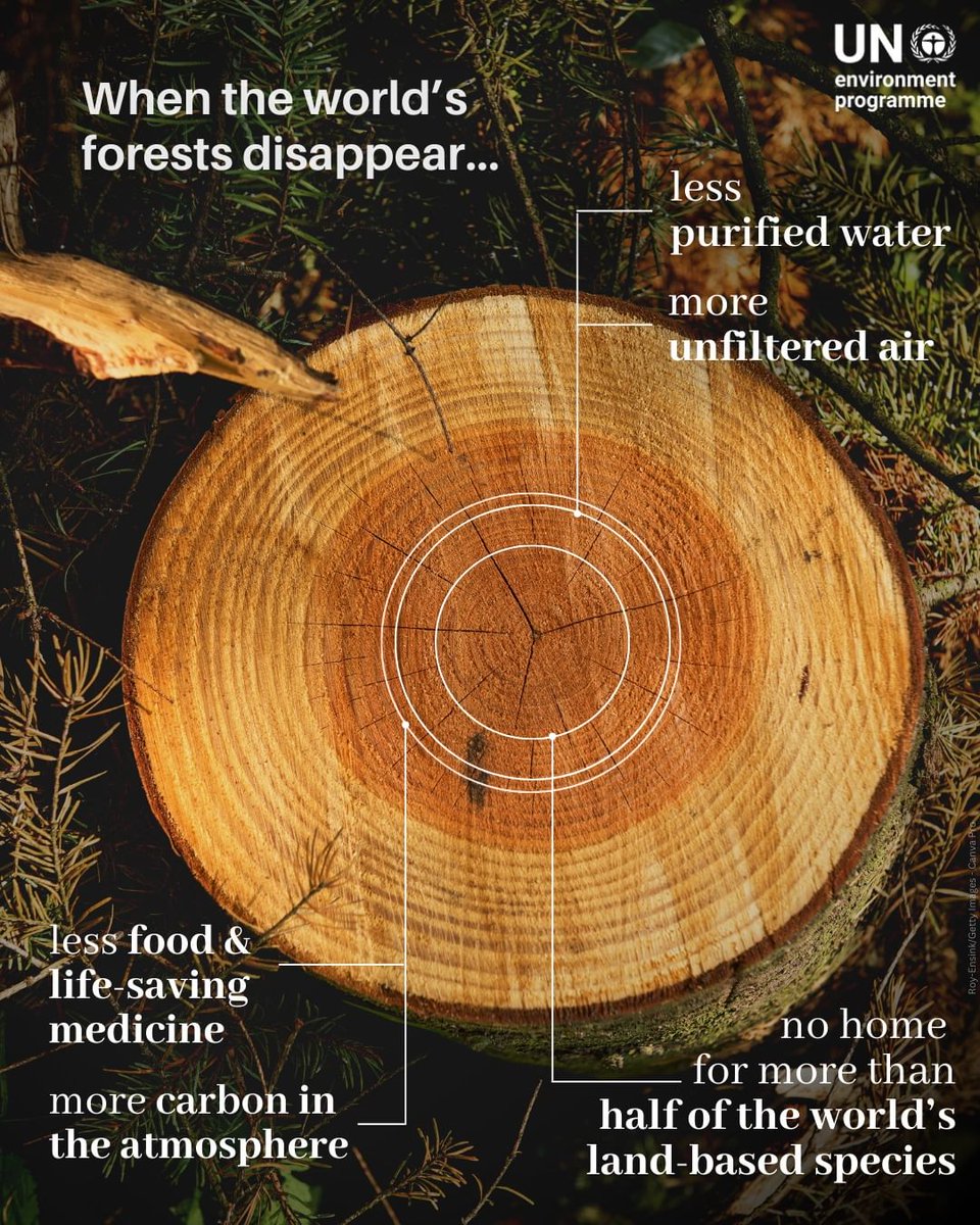 NexGenClimate's tweet image. The 🌍 is losing 10 million hectares of 🌳 each year due to deforestation, and 🪲 damage around 35 million hectares of 🌳 annually.

We @nexgenclimate support reforestation projects to help safeguard global 🌳,contributing to the prosperity and well-being of current and future…