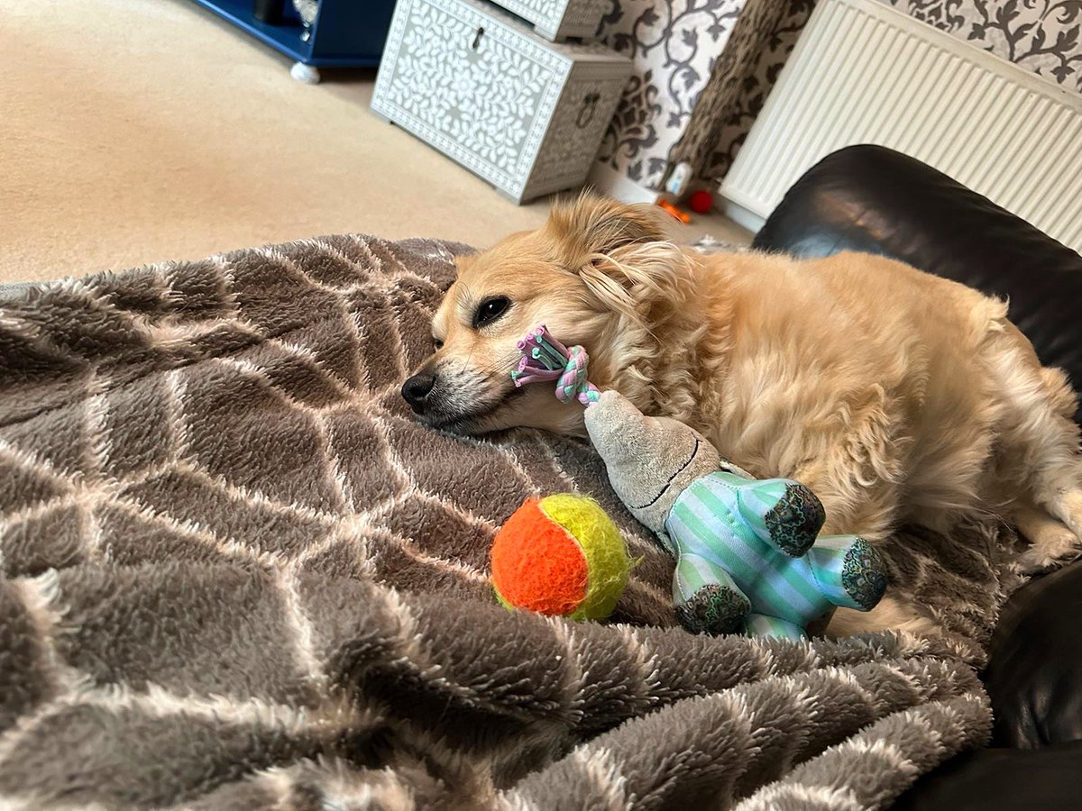 RealJMRobson's tweet photo. Love my toys and nap time 💤

#rescue #rescuedog #rescuedogsofinstagram #rescuedogs #rescuedogsrock #rescuedogsofig #rescuedogsarethebestdogs #rescuedogsofinsta #rescuedismyfavoritebreed #rescuedisthebestbreed #doggo #dogsofinstagram #dogstagram #lovemydog🐶 #lovemydogs❤️ https://t.co/jn93A0wZcw
