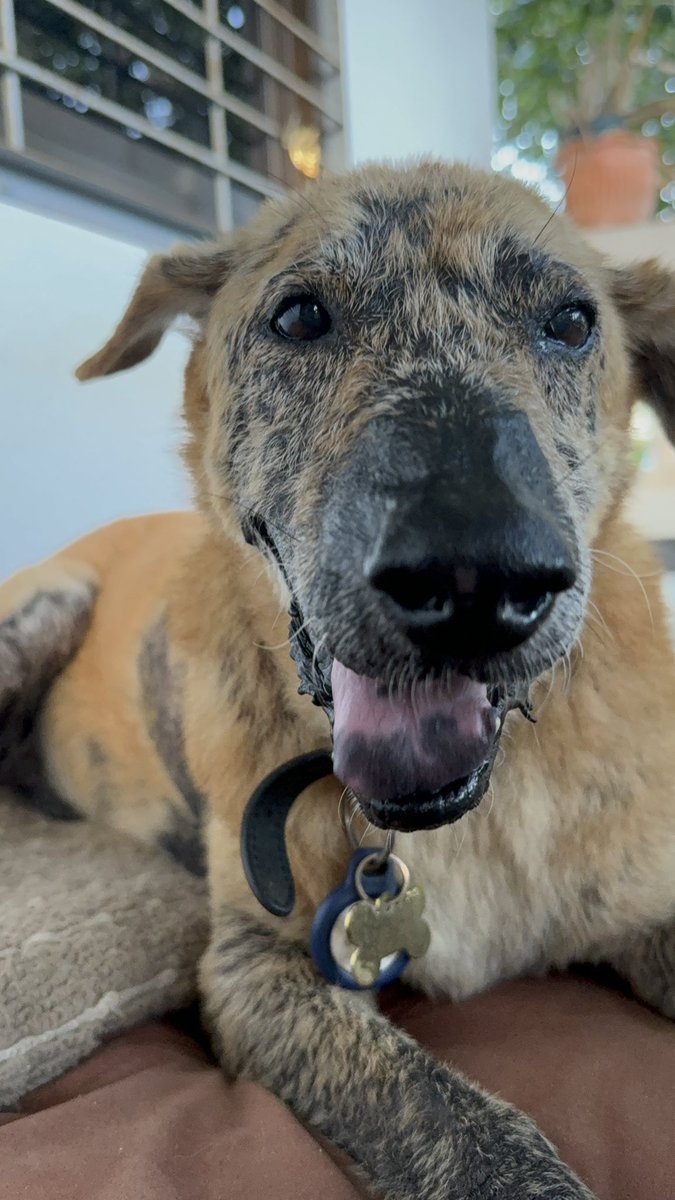 What he really needs are proper heart tests on the mainland. But he’s also exhausted and it would be 8 hour round trip. Have to balance up the best treatment plan for him. 

For now it’s a rest for 24 hours. Maybe I’m Foolish but I’m hopeful 🙏🤞🥰 4/