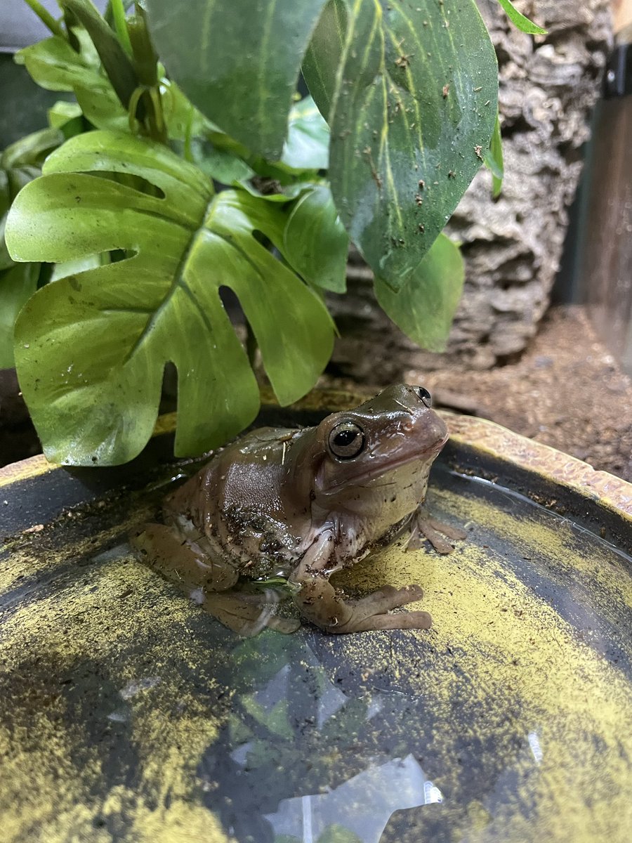 WildWingsInc's tweet photo. Tub time #whitestreefrog #frog #wildwingsnaturecenter #wildwings #wildwingsinc #mendonponds #mendonpondspark https://t.co/4vl4T8B8s0