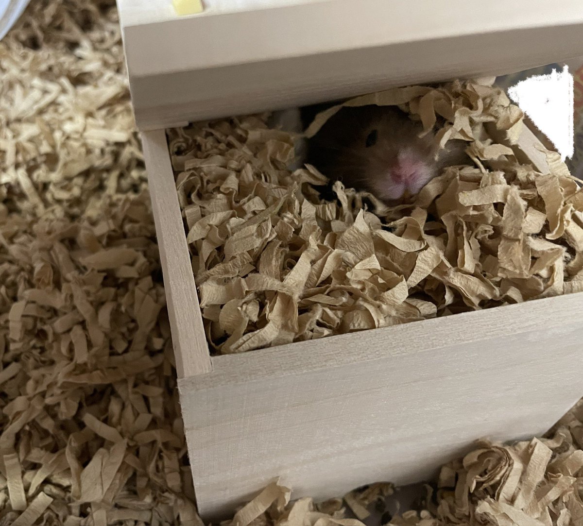 ちょっと覗かせてもらったら、
お家が床材詰め詰めになってました😆

#ハムスター
#ハムスターのいる暮らし
#ハムスター好きさんと繋がりたい