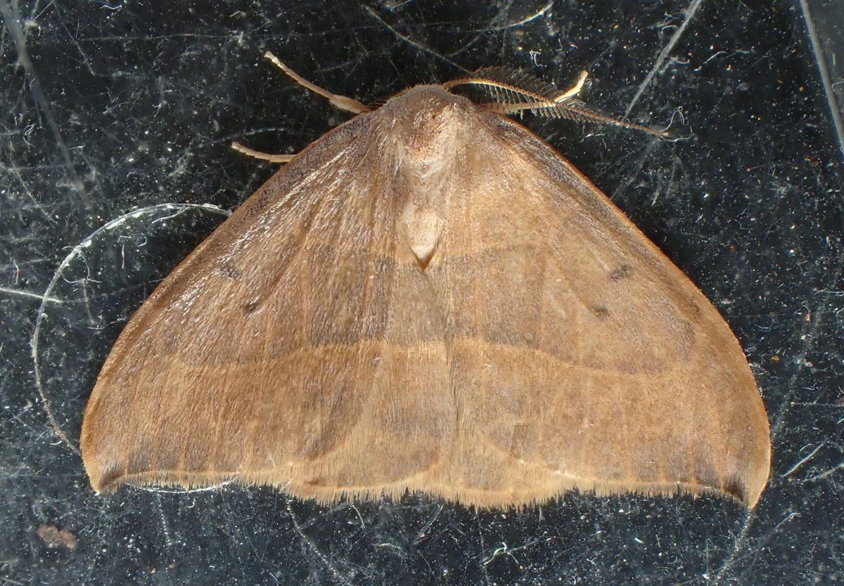 With a flurry of recent reports in the local area nice to catch my own Watsonalla uncinula last night. @MOTHIDUK @MigrantMothUK @BritishMoths @BCSomerset