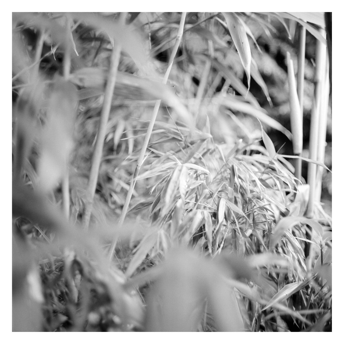 longwaytocoffee's tweet photo. vertical lines -  
🎞 Kentmere 400 @ 800  
🧪XT-3/Xtol 10.5min  
#BelieveInFilm #allonkentmere #ilfordphoto #fridayfavourites https://t.co/hASBYGLnZA