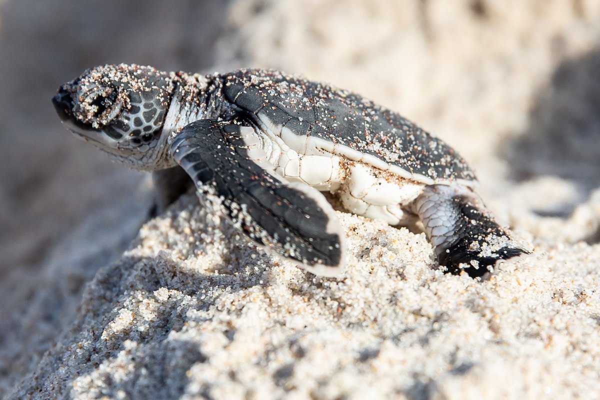 Sea Sense tweet media