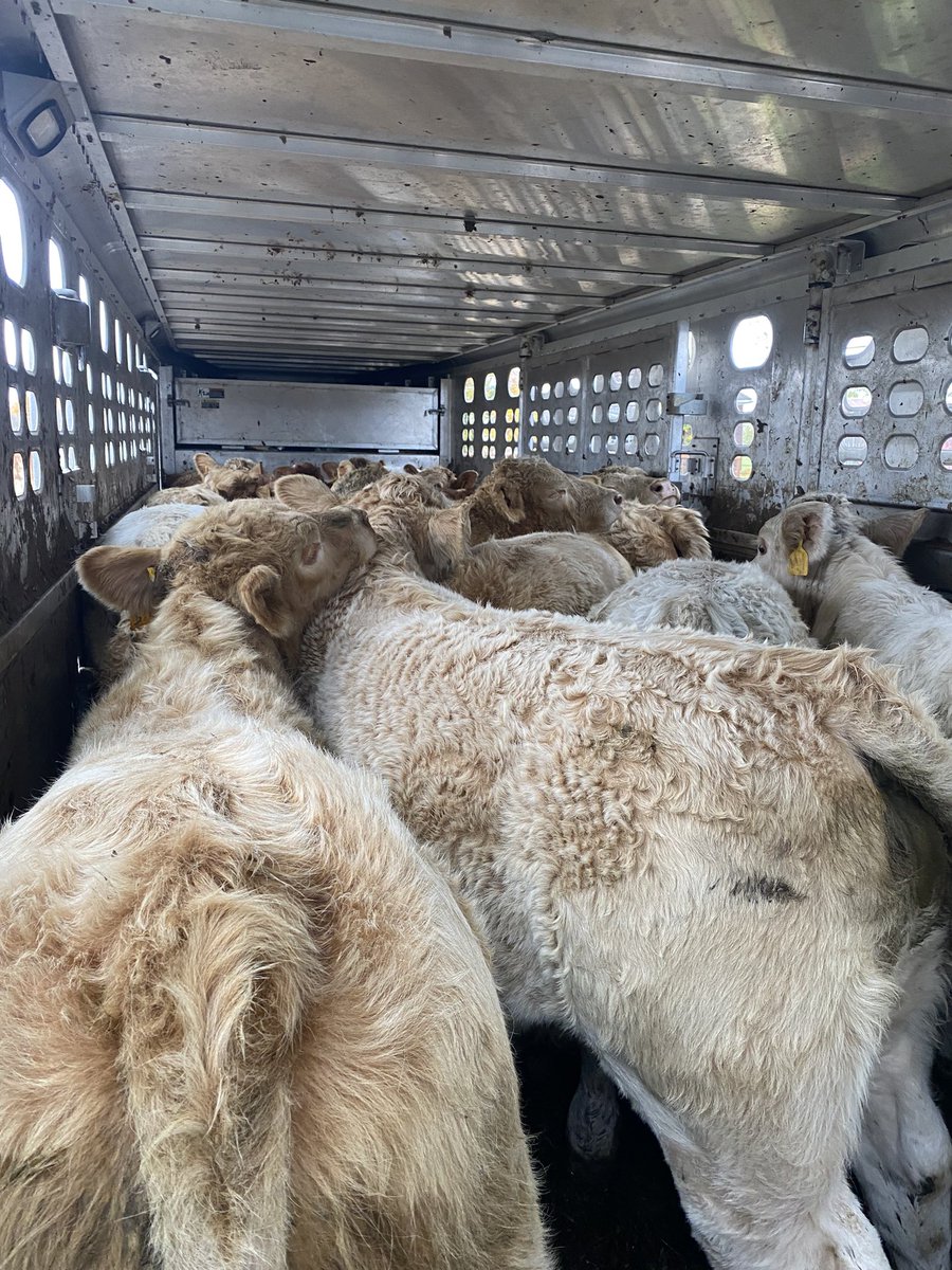 Our calf sale is today in Wiarton.  Sale starts at 10am 
Any questions please reach out.