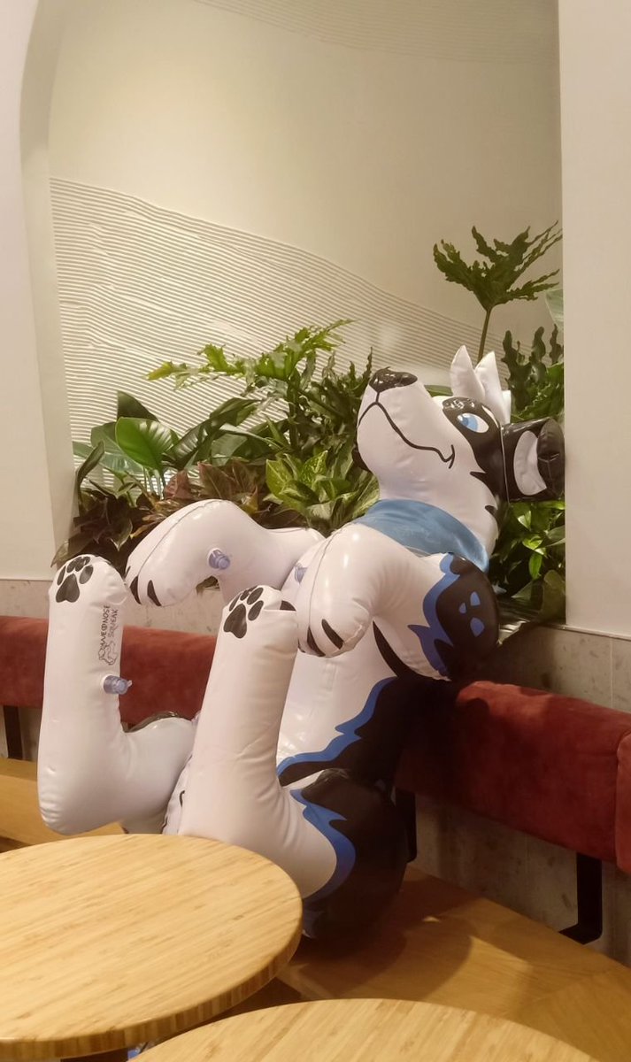 Dragonov96's tweet photo. Pre-order for our Collies are still open!
Thank you everyone your prototype feedback!
I will consider some adjustment to the Collies like increasing the size slightly or choosing new seam work!
Please use code FLOPPERS to get a discount:
https://t.co/1mHnkRSk1u
#Inflatable #Furry https://t.co/5JqEhLbPQS