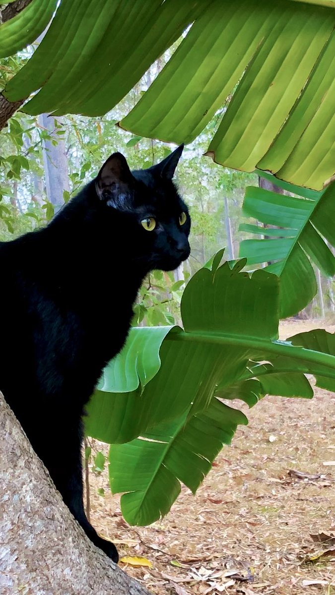 Kitty_Dingolove's tweet photo. はいっ、#黒猫は黒豹 のクロくんです。
#blackcatoftheday #blackcatlovers
#blackcatsareawesome #treeclimbingcat
#黒猫は映える #黒猫同盟 #木登り大好き #木登り猫 #庭のねこ #自然の中の猫 https://t.co/4nOsUP3zKN