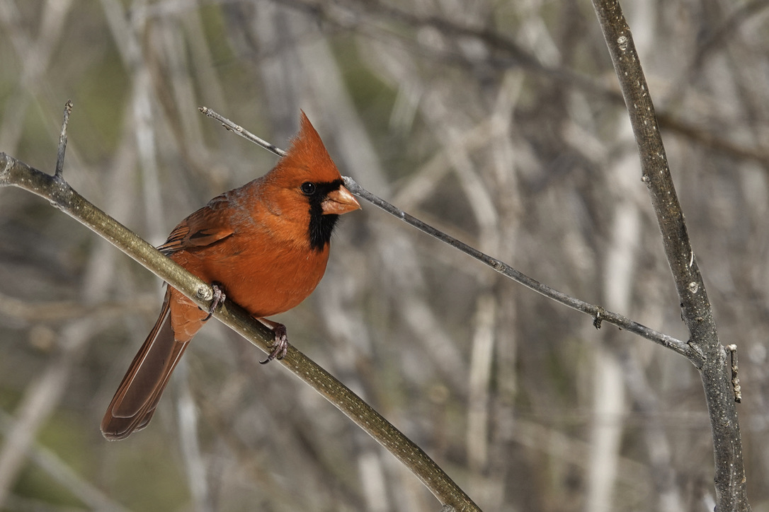 Todays Cardinal

#birds #cardinals #birdphotography #nature #wildlifephotography #outdoor #naturephotography #sonyrx10iv #sonyrx10