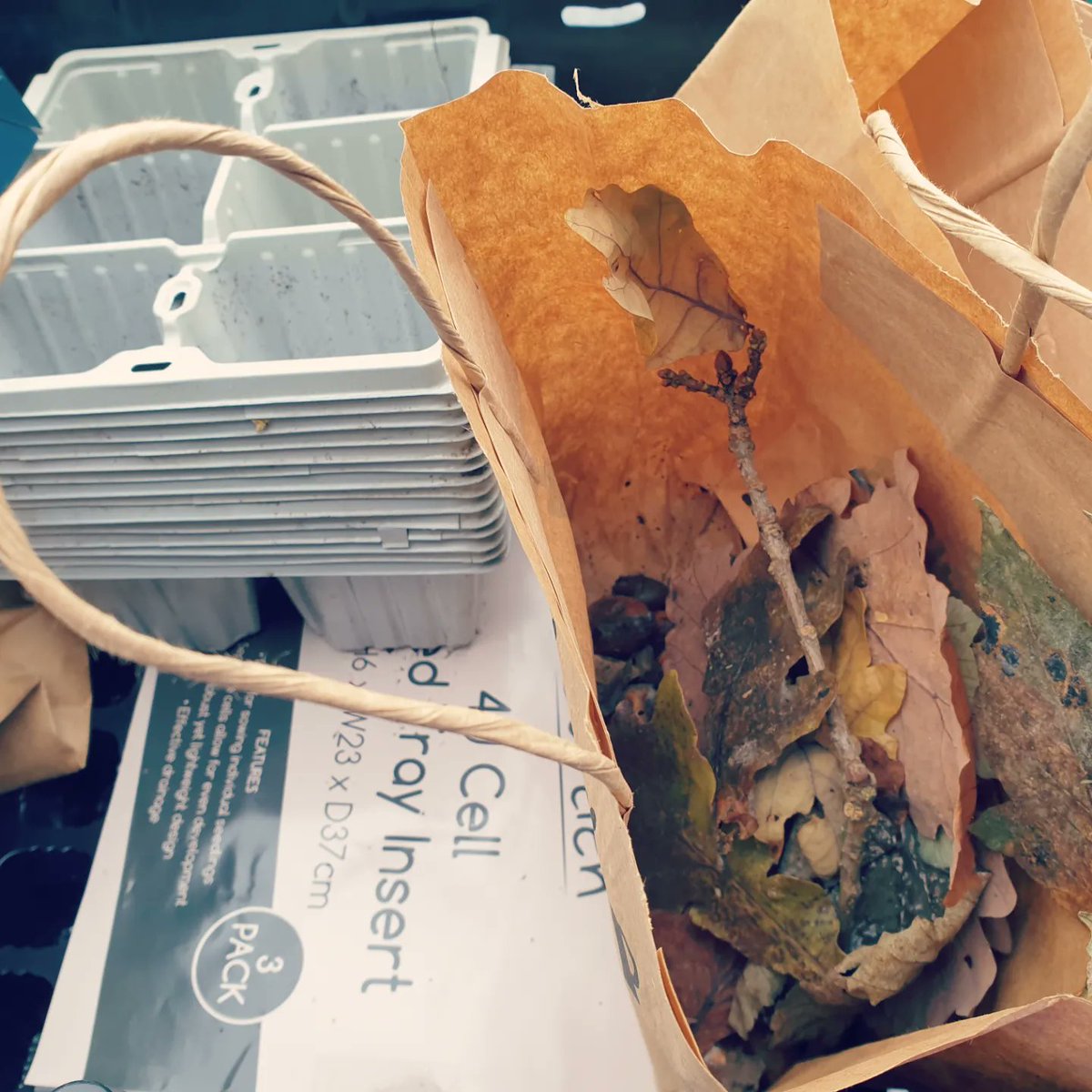 We've had a spooky 👻 &amp; wild 🦇week so far! 

🕸 Halloween party, acorn planting &amp; Halloween decorating with our amazing volunteers

🦇 Bats Fantastic workshop for 3 primary schools 

#environment #autumn #trees #acorns #nature #biodiversity #Halloween #spooky #october