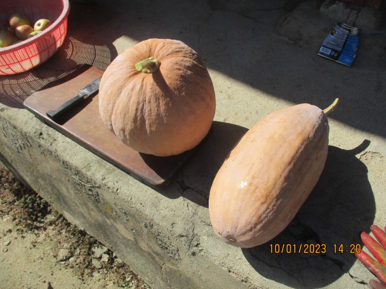 Two freshly harvested/ripe pumpkins this year.