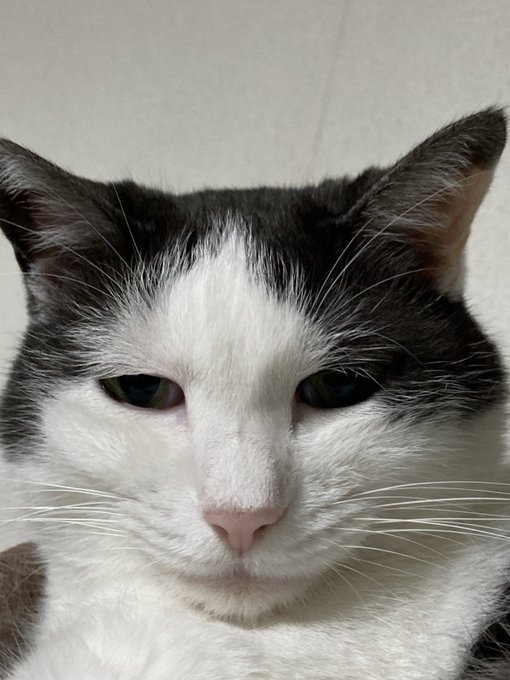 目つきが悪いうちの猫 