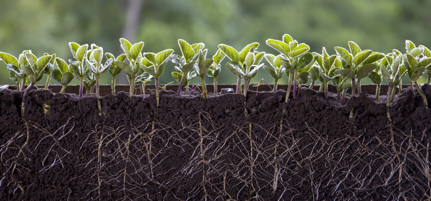 UoNPressOffice's tweet photo. An international team of scientists have been awarded €10M by @ERC_Research to explore how plants sense water stress to help efforts to engineer more climate resilient crops @UoNBiosciences @UoNresearch 
@WebbLabGroup @KevinFWebb 

Full story here ➡️ https://t.co/aL8GSzcGlR https://t.co/rkRP4gyWJq
