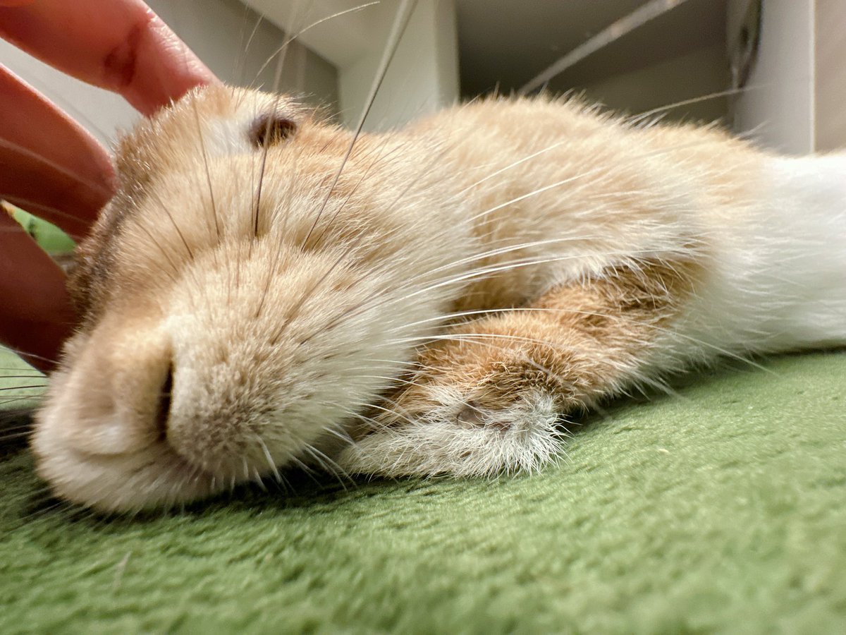 つかれちゃった