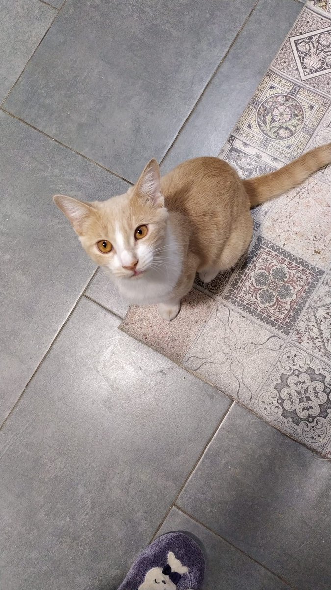 Tomares. Zona Calle plaza escuela sevillana

Perdido Merry, gato naranja y blanco. Se ha escapado de su casa de acogida.

¿Alguien lo ha visto o lo ha recogido? <a href="/PCTomares/">Protección Civil Tomares</a> <a href="/EmergenciasT/">Emergencias Tomares</a>