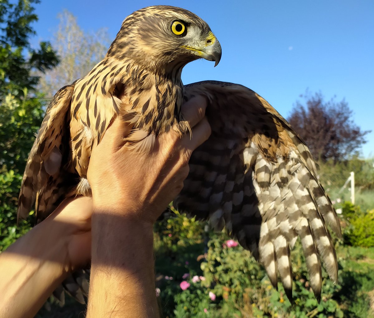 stockstomatoes's tweet photo. Vivo en una zona llena de aves rapaces. Águilas, buitres y milanos me observan desde las alturas.

De vez en cuando escucho chillar a las ocas, con la cabeza levantada mirando al cielo, alguna de estas rapaces otea la parcela buscando presas en mi gallinero.

A pesar de las bajas que provocan en el gallinero, son animales impresionantes que me encanta observar. La mayoría de animales son huidizos, se alejan de los humanos y otras especies. Pero las rapaces no. Las verás posadas en ramas y tendidos eléctricos, se hacen ver, son territoriales y les gusta demostrar su presencia, en plan, "Vete de aquí, esta es mi zona de caza".

También abundan los buitres, no es raro ver decenas de ellos en alguna finca ganadera donde una vaca tuvo mal destino la noche anterior. Me encantaría poder dejar las bajas animales de mi parcela en campo abierto para alimentarlos, pero una de esas leyes a favor de la naturaleza establecida desde la ciudad me lo impide.

Ya os conté que el año pasado que un águila se comió medio gallinero. Algún vecino me dijo que sacara la escopeta, pero no sería capaz de ello, en vez de eso busqué alternativas. Ahora dos mastines protegen a las gallinas, el águila a veces se pasa por aquí, dando vueltas en el aire observando el terreno, impotente ante estos dos bichos de 50kg. No ha vuelto a haber bajas.

He tenido dos encuentros impresionantes con rapaces. El primer año que estuve aquí estaba yo en un gallinero cerrado con malla metálica y un milano se tiró en picado a por unos pollos, se estrelló dos veces contra la alambrada y finalmente desistió. Se posó en la nave de enfrente y me observó durante un rato. "La próxima vez ya verás como me llevo uno de tus pollo" es lo que parecían decir sus ojos.

Hace un par de años un Azor cayó en mi piscina. Estaba tan empapado que no podía retomar el vuelo. Lo intentó de nuevo pero un pavo real la interceptó y volvió a derribarla. La cogimos y no parecía herida, así que la lanzamos hacia arriba y consiguió volver a volar.

Una de las mejores cosas de vivir en el campo son estos encuentros espontáneos con la fauna local. Puedes ver animales en zoos y refugios pero nunca será lo mismo. Aquí se muestran en todo su esplendor, libres, dejándose llevar por el instinto, mostrándote su verdadera naturaleza.