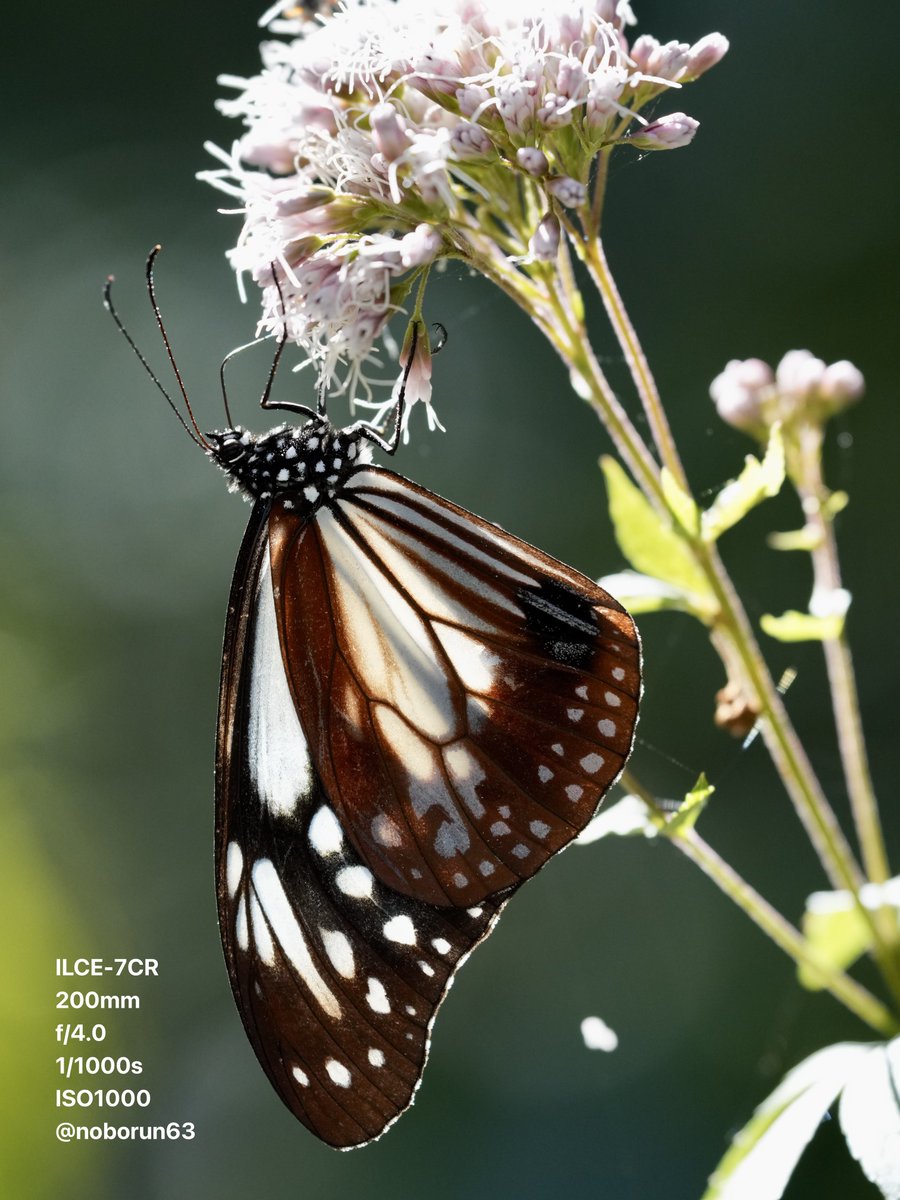 noborun63's tweet photo. 連投 アサギマダラ 🦋🦋
須磨離宮公園
#蝶好きな人と繋がりたい
#写真好きな人と繋がりたい
#chestnuttiger
#これソニーで撮りました https://t.co/3c9rjGyuux