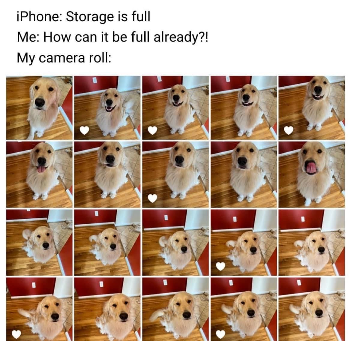 VIK9s's tweet image. Just some #pawfect pics that don’t deserve deleting! 🤪 #dogmeme #doghumor #vik9s #vestedinterestink9s