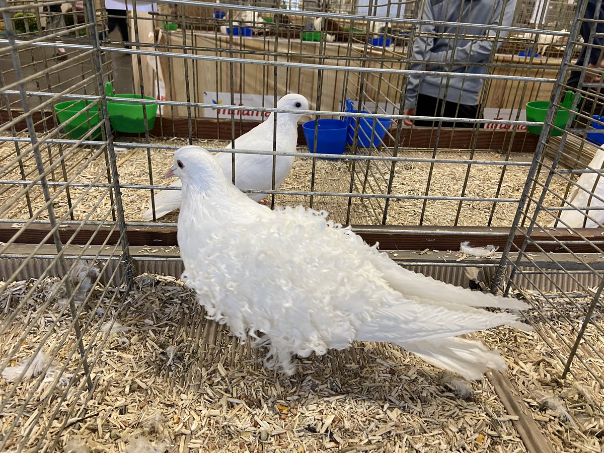 bauchat's tweet photo. En marge du salon #agrimax de #Metz j’ai remarqué 2 allégories :
- celle des députés macronistes godillots
- celle du Français à demi plumé par le gouvernement d’amateurs des mêmes macronistes
A vous de rattacher la bonne légende à la bonne photo. 😉 https://t.co/2EscEDBMtG