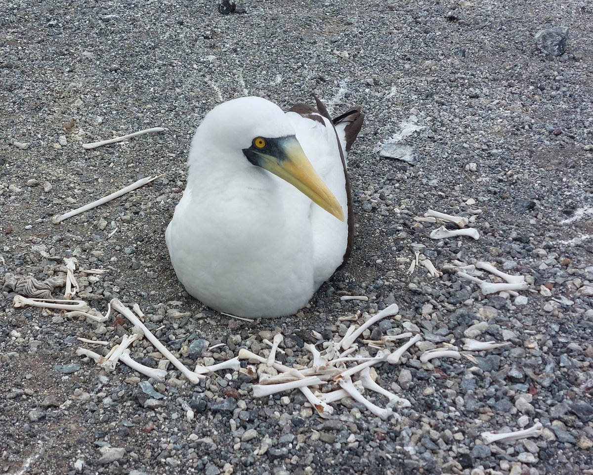 Laura Shearer tweet media