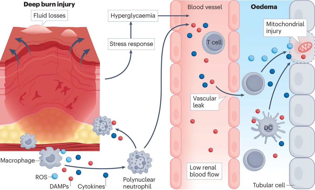 Nature Reviews Nephrology tweet media