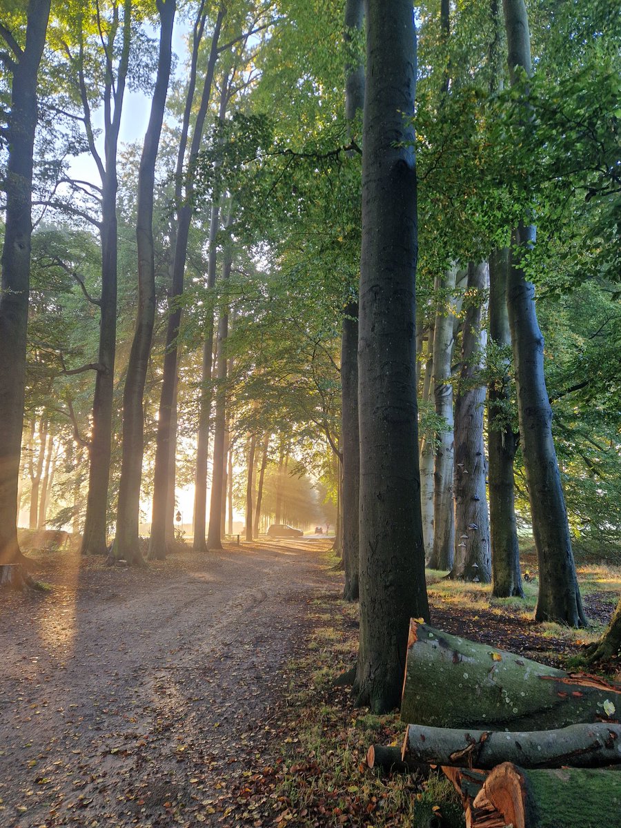 Soms verteld 1 foto het hele verhaal, ouderdom met gebreken, waar nodig tijdig geveld, waar kan eet de natuur zijn stammetje op. Maar in de verte een frisse jonge laan die het erfgoed in ere houdt. Alle aspecten bij elkaar😊