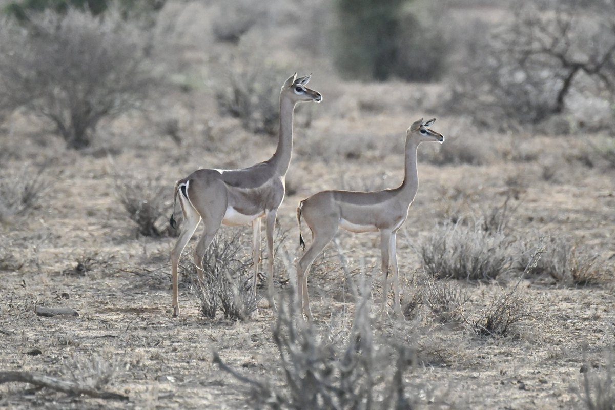 long necked gerenuk is one of the special five found at samburu national reserve. plan a safari with us at samburu, masai mara, amboseli, lake nakuru, lake naivasha , olpjeta, amboseli, tarangire, ngorongoro, serengeti
inquirebudgetholidaysafaris@gmail.com
whatsapp +254799407358