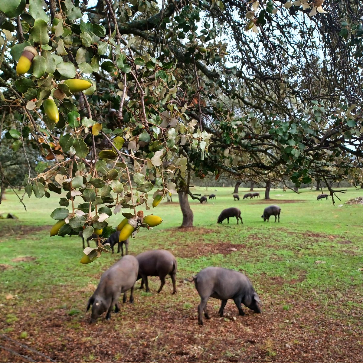#bellota+#hierba+#primales #100x100 = #montanera y excelente trabajo #ganadero.
@IbericosCOVAP  #dehesa de #Lospedroches