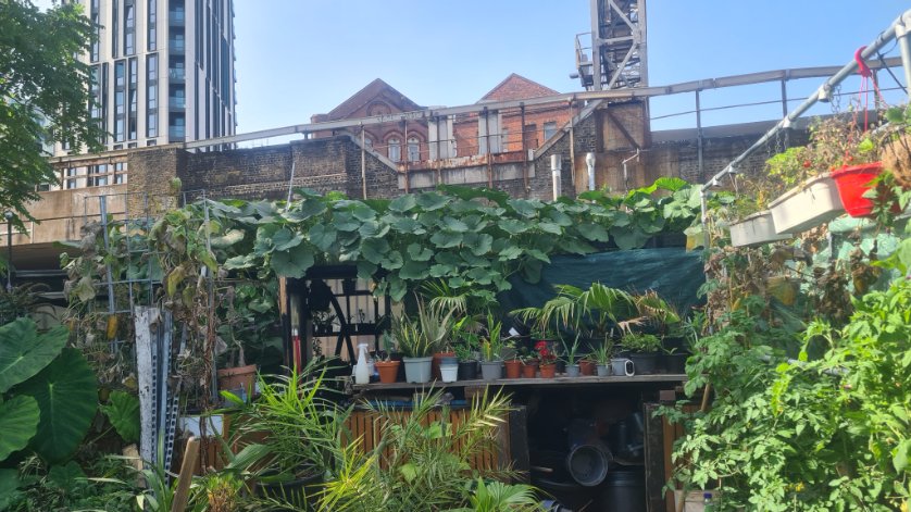One pumpkin plant and 7 heavy good-sized pumpkins. As well as providing perfect filtered light by covering roof of greenhouse though summer. #environment #savetheplant #greenener