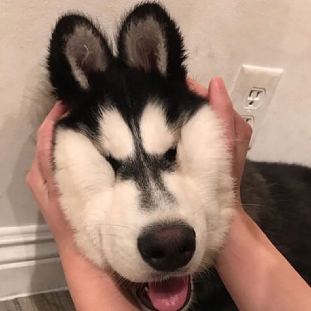 HuskyLoverCommu's tweet photo. Husky missing now😂🤣
#husky #dog https://t.co/TNzYooADwX