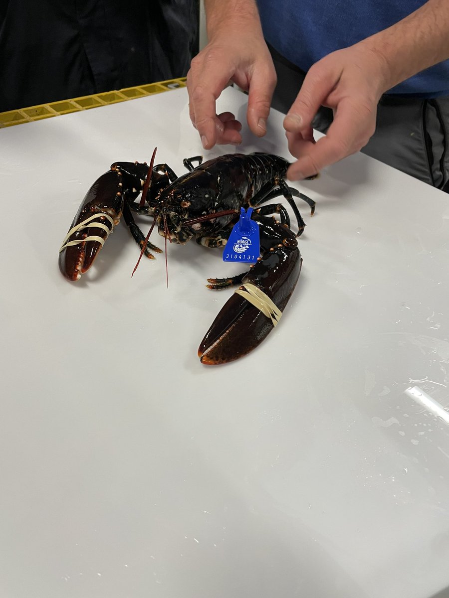 Three weeks into my new position as postdoc researcher at Wageningen University and Research, and today we wrapped up a stunning experiment with our Norwegian collaborators in Bergen 🇳🇴 measuring ECG and EEG in lobsters🦞🦀! Grateful for this exciting experience! #fishsci