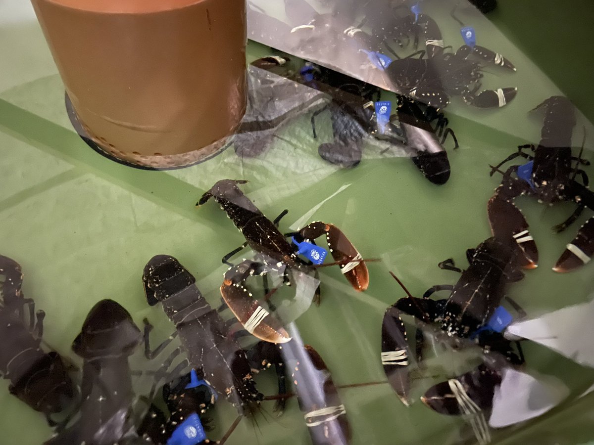 Luca Pettinau, PhD - Moved to blue sky tweet media